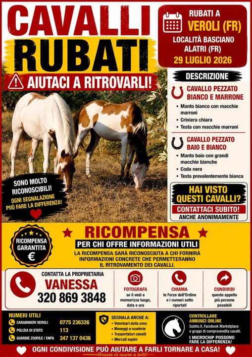 Giallo al confine tra Alatri e Veroli: rubati due splendidi cavalli, promessa ricompensa e scatta la caccia al van sospetto 2 763089401 894163573316050 5387823967826369990 n