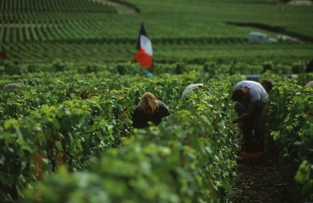 VENDEMMIA-CHAMPAGNE