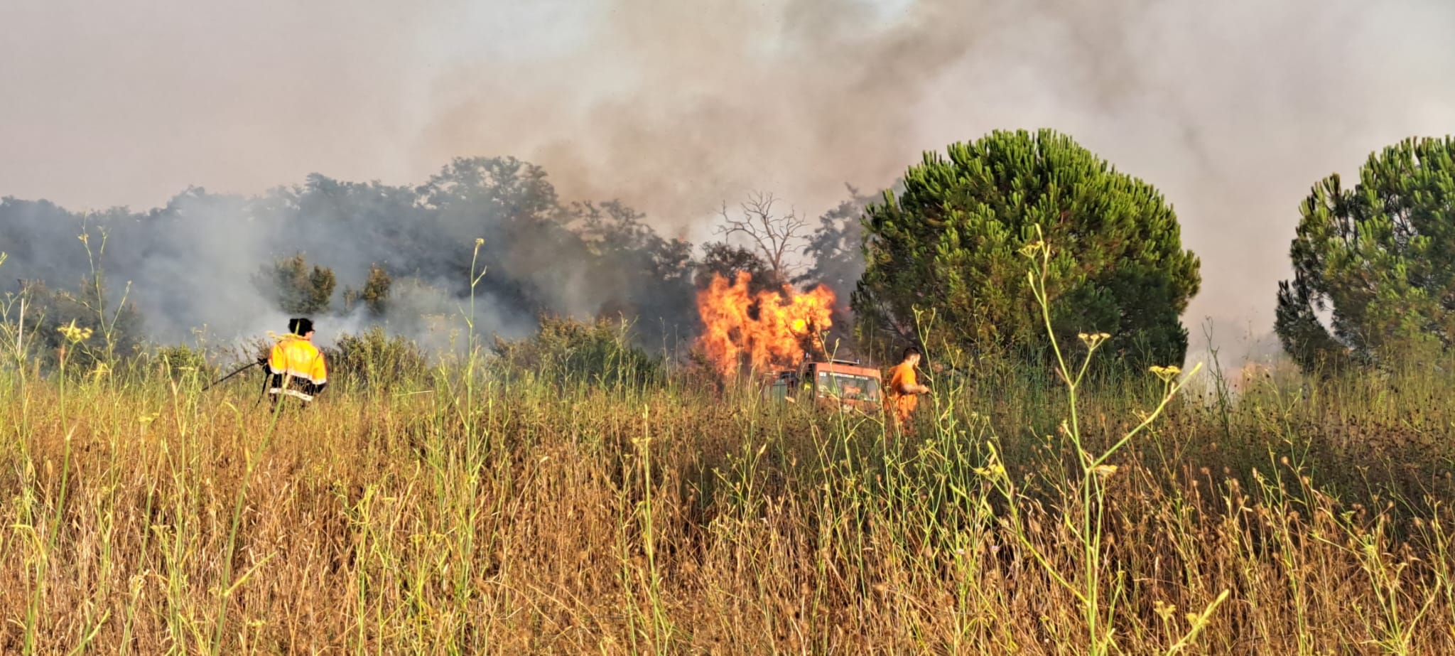 Montalto di Castro - Serie di incendi lungo l'Aurelia: si sospetta che non siano naturali (FOTO) 4 WhatsApp Image 2026 08 02 at 08.44.42