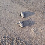 tartarughe caretta caretta appena nate