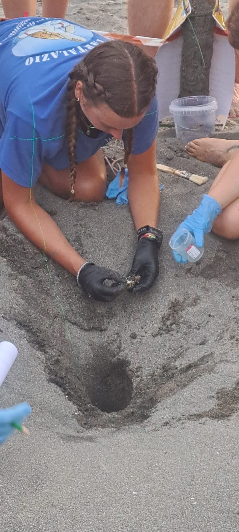 Ottanta piccole Caretta caretta hanno preso il largo da Pescia Romana (FOTO E VIDEO) 3 WhatsApp Image 2026 08 17 at 19.38.07