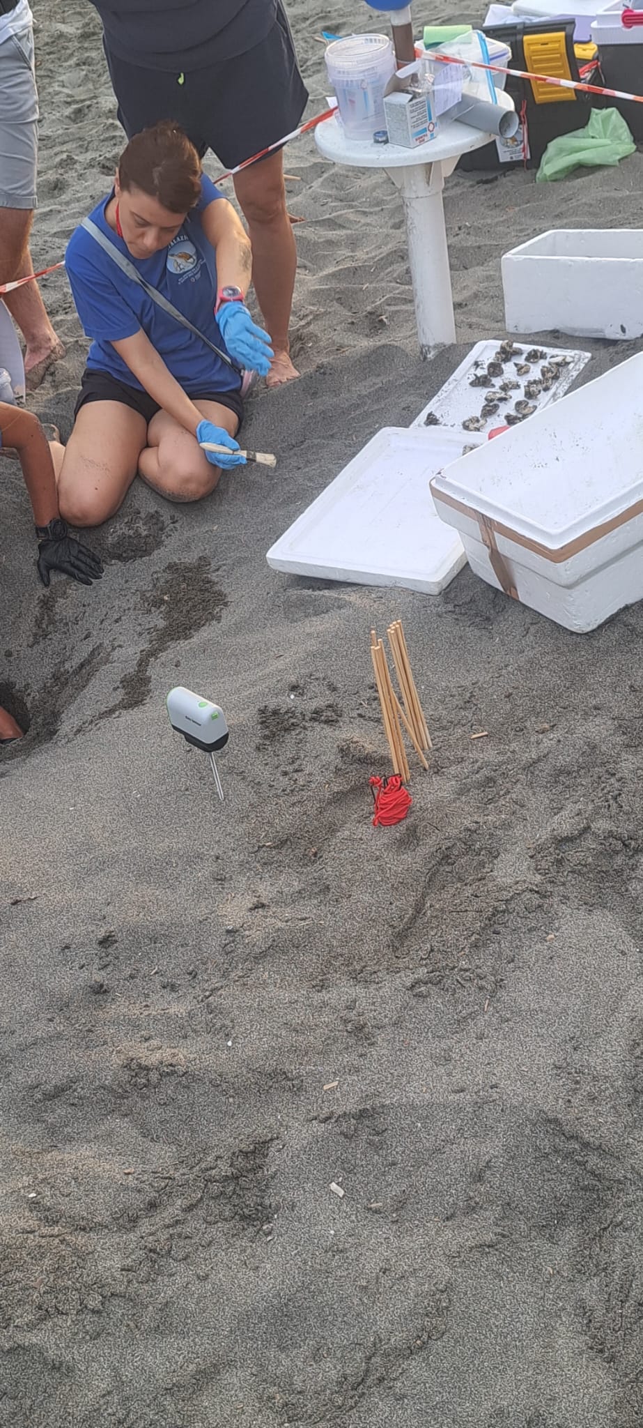 Ottanta piccole Caretta caretta hanno preso il largo da Pescia Romana (FOTO E VIDEO) 6 WhatsApp Image 2026 08 17 at 19.39.30