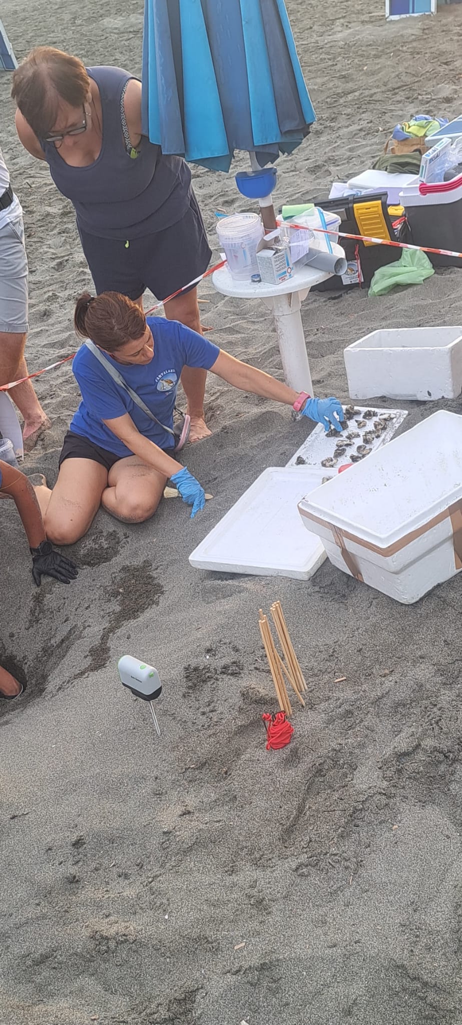 Ottanta piccole Caretta caretta hanno preso il largo da Pescia Romana (FOTO E VIDEO) 7 WhatsApp Image 2026 08 17 at 19.40.05