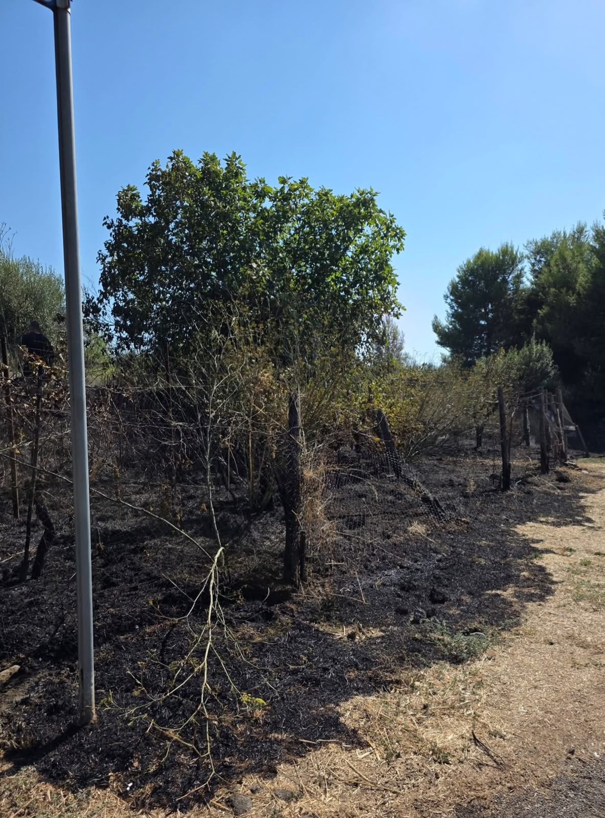 Montalto di Castro - Incendio di sterpaglie, intervento rapido di Protezione civile e Vigili del fuoco (FOTO) 2 WhatsApp Image 2026 08 19 at 20.55.26