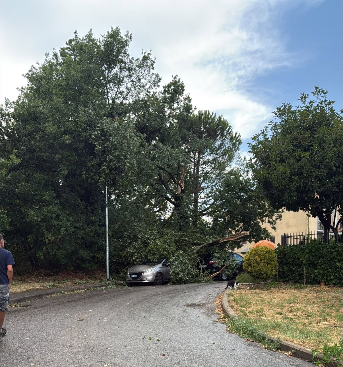Gradoli - Il maltempo devasta il lungolago: alberi giganteschi abbattuti e auto distrutte. Sfiorata la tragedia (FOTO) 11 maltempo2