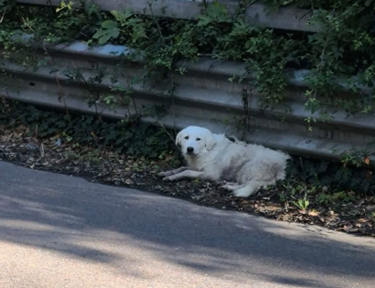 cocò