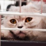 gatto veterinario gabbia