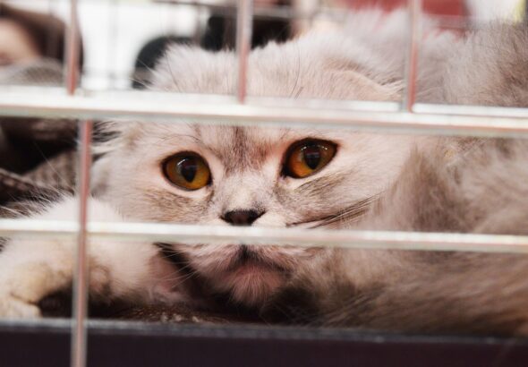 gatto veterinario gabbia