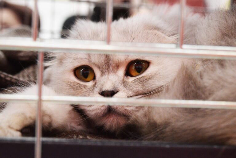 gatto veterinario gabbia