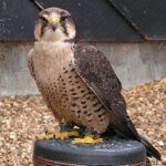 Lanner_Falcon_800