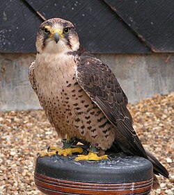 Lanner_Falcon_800