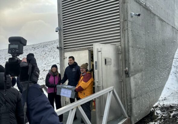 Strampelli Svalbard