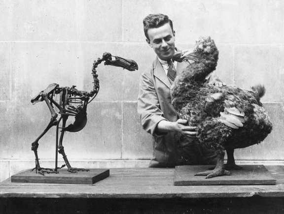 dodo 1