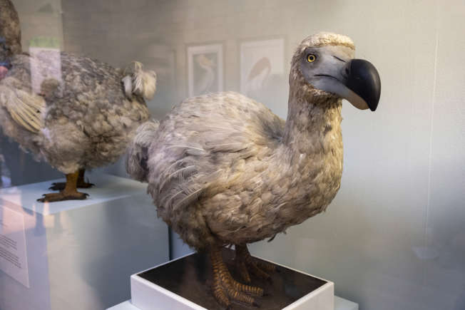 dodo 2