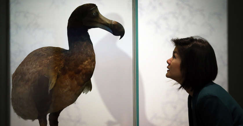 dodo 3