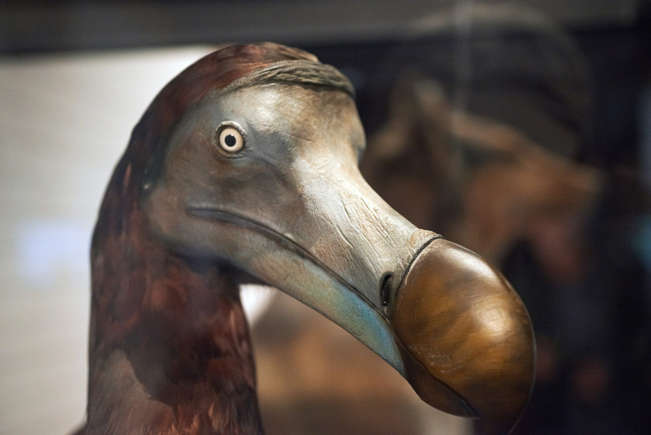 dodo 4